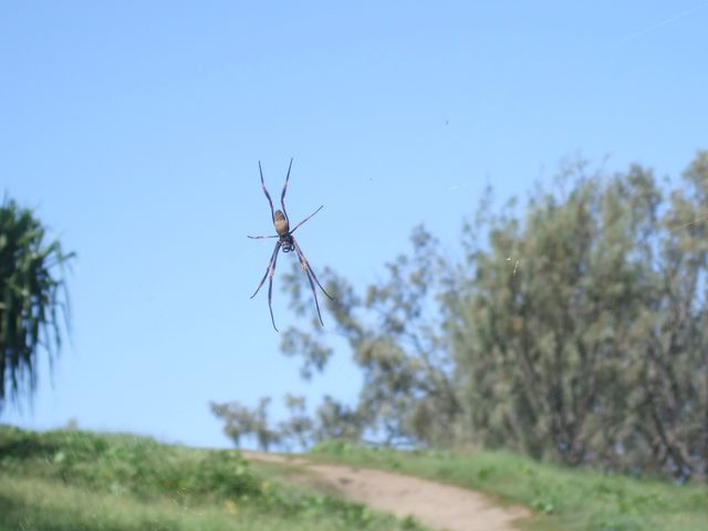 Fraser Island, Hervey Bay, photo 8