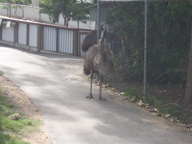 Brisbane, photo 4
