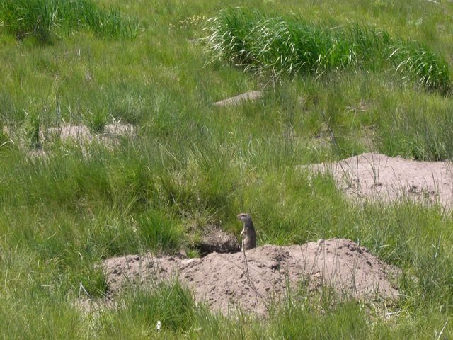 Yellowstone, photo 6