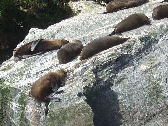 Fiordland, photo 4