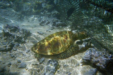 Moorea — photo 2
