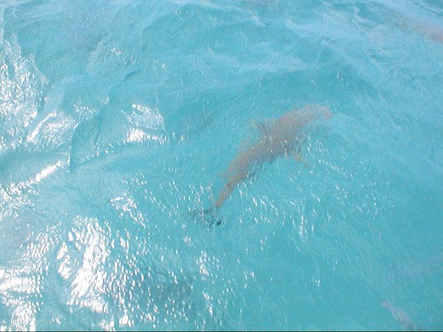 Rangiroa, photo 10