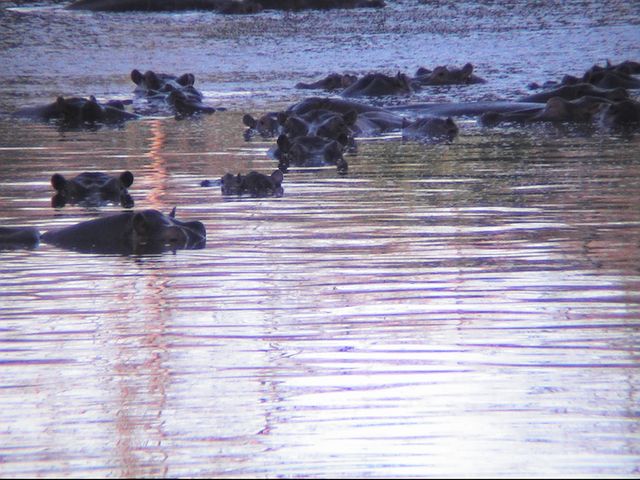 Safari, photo 26